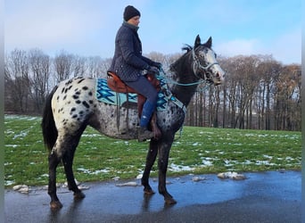 Appaloosa Mix, Mare, 4 years, 14.3 hh, Leopard-Piebald