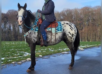 Appaloosa Mix, Mare, 4 years, 14.3 hh, Leopard-Piebald