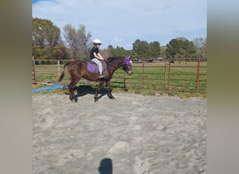Appaloosa Mix, Mare, 4 years, 14 hh, Bay