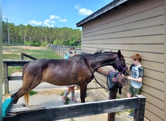 Appaloosa Mix, Mare, 4 years, 14 hh, Bay
