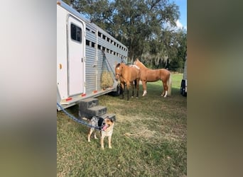 Appaloosa, Mare, 4 years, 14 hh, Dun