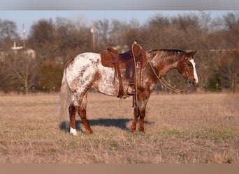 Appaloosa, Mare, 4 years, 14 hh, Roan-Red