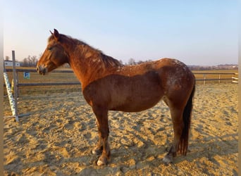 Appaloosa Mix, Mare, 4 years, 14,1 hh, Leopard-Piebald