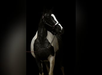 Appaloosa Mix, Mare, 4 years, 14,1 hh, Pinto