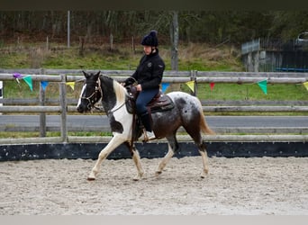 Appaloosa Mix, Mare, 4 years, 14,1 hh, Pinto
