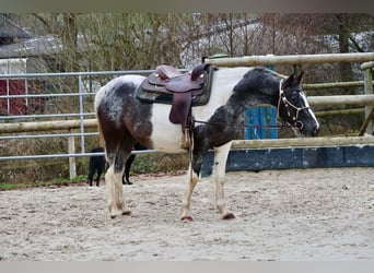 Appaloosa Mix, Mare, 4 years, 14,1 hh, Pinto