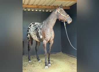 Appaloosa Mix, Mare, 4 years, 15.1 hh, Black