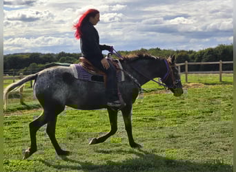 Appaloosa Mix, Mare, 4 years, 15.1 hh, Leopard-Piebald