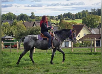 Appaloosa Mix, Mare, 4 years, 15.1 hh, Leopard-Piebald