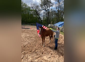 Appaloosa, Mare, 4 years, 15.1 hh, Sorrel