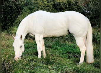 Appaloosa, Mare, 4 years, 15.2 hh