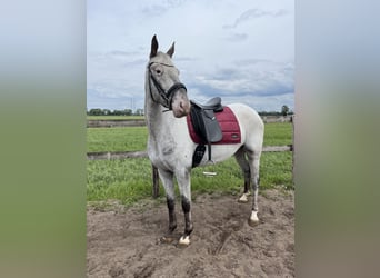 Appaloosa, Mare, 4 years, 15.2 hh, Leopard-Piebald