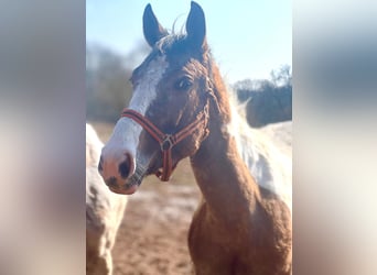 Appaloosa Mix, Mare, 4 years, 15.2 hh, Pinto
