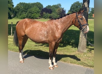 Appaloosa, Mare, 4 years, 15 hh, Bay