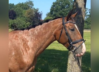 Appaloosa, Mare, 4 years, 15 hh, Bay