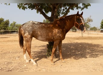Appaloosa, Mare, 4 years, 15 hh, Brown
