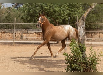 Appaloosa, Mare, 4 years, 15 hh, Brown