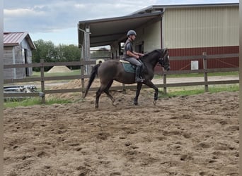 Appaloosa Mix, Mare, 4 years, 15 hh, Chestnut