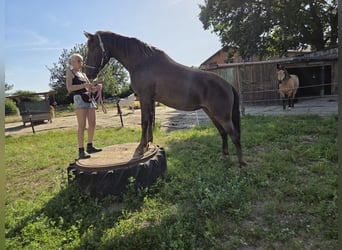 Appaloosa Mix, Mare, 4 years, 15 hh, Chestnut