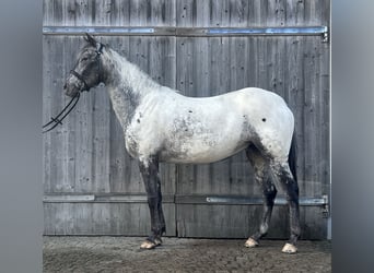 Appaloosa, Mare, 4 years, 15 hh, Leopard-Piebald