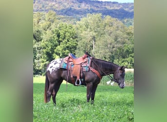 Appaloosa Mix, Mare, 4 years, 15 hh