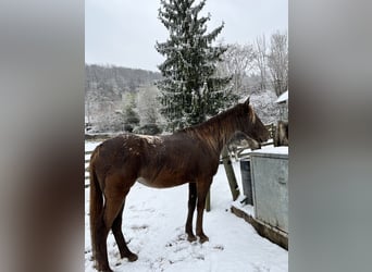 Appaloosa, Mare, 4 years, 15,1 hh