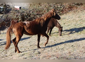 Appaloosa, Mare, 4 years, 15,1 hh