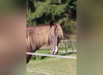 Appaloosa, Mare, 4 years, 15,1 hh