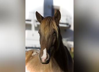 Appaloosa, Mare, 4 years, 15,1 hh