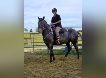Appaloosa Mix, Mare, 4 years, 15,1 hh, Leopard-Piebald