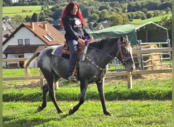 Appaloosa Mix, Mare, 4 years, 15,1 hh, Leopard-Piebald