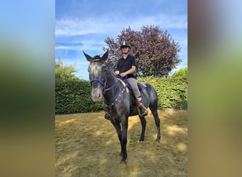 Appaloosa Mix, Mare, 4 years, 15,1 hh, Leopard-Piebald