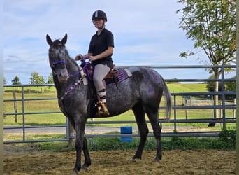 Appaloosa Mix, Mare, 4 years, 15,1 hh, Leopard-Piebald