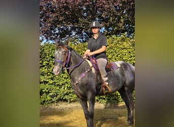 Appaloosa Mix, Mare, 4 years, 15,1 hh, Leopard-Piebald
