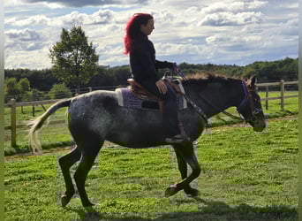 Appaloosa Mix, Mare, 4 years, 15,1 hh, Leopard-Piebald