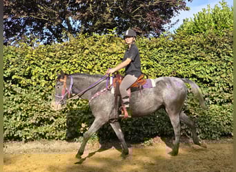 Appaloosa Mix, Mare, 4 years, 15,1 hh, Leopard-Piebald