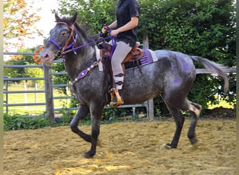 Appaloosa Mix, Mare, 4 years, 15,1 hh, Leopard-Piebald
