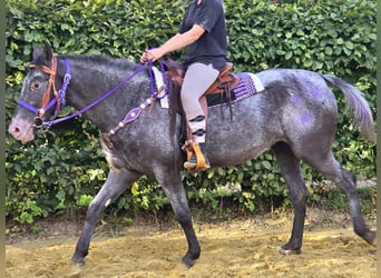 Appaloosa Mix, Mare, 4 years, 15,1 hh, Leopard-Piebald