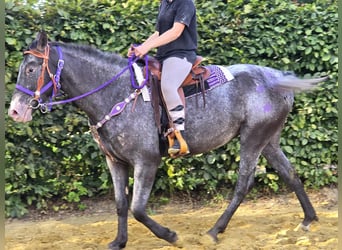 Appaloosa Mix, Mare, 4 years, 15,1 hh, Leopard-Piebald