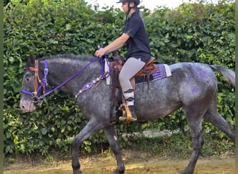 Appaloosa Mix, Mare, 4 years, 15,1 hh, Leopard-Piebald