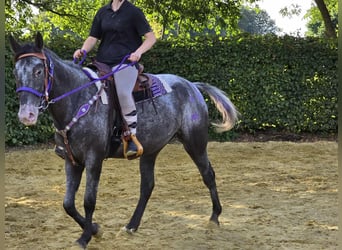 Appaloosa Mix, Mare, 4 years, 15,1 hh, Leopard-Piebald