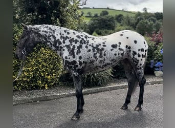 Appaloosa, Mare, 4 years, 16 hh, Leopard-Piebald