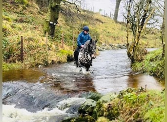 Appaloosa, Mare, 4 years, 16 hh, Leopard-Piebald