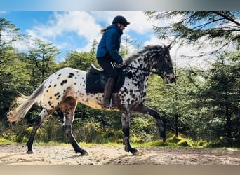 Appaloosa, Mare, 4 years, 16 hh, Leopard-Piebald