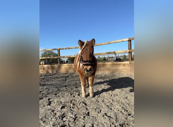 Appaloosa, Mare, 4 years, 8,1 hh