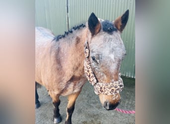Appaloosa, Mare, 5 years, 12,2 hh, Roan-Red