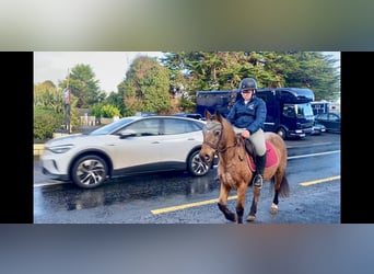 Appaloosa, Mare, 5 years, 12,2 hh