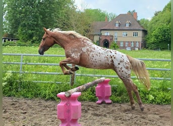 Appaloosa, Mare, 5 years, 13.3 hh, Leopard-Piebald