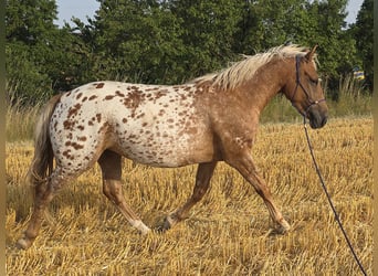 Appaloosa, Mare, 5 years, 13.3 hh, Leopard-Piebald