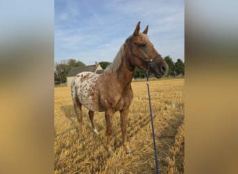 Appaloosa, Mare, 5 years, 13.3 hh, Leopard-Piebald